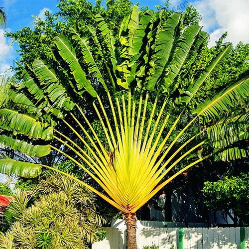 Ραβενάλα Μαδαγασκάρης (Ravenala madagascariensis) – Δέντρο του Ταξιδιώτη - 5 lt